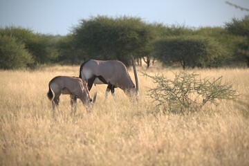 Fototapeta premium orix in wild savanna , Animal of africa