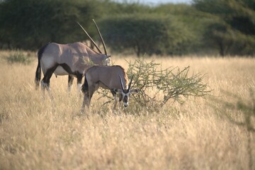 orix in wild savanna , Animal of africa