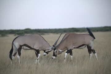 ORYX IN WILD SAVANNA , aNIMAL OF AFRICA