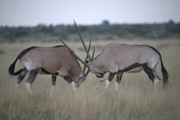 ORYX IN WILD SAVANNA , aNIMAL OF AFRICA