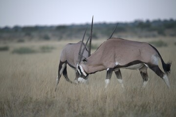 ORYX IN WILD SAVANNA , aNIMAL OF AFRICA