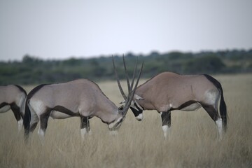 ORYX IN WILD SAVANNA , aNIMAL OF AFRICA