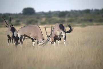 ORYX IN WILD SAVANNA , aNIMAL OF AFRICA