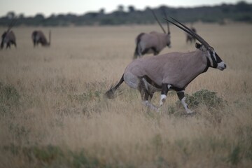 ORYX IN WILD SAVANNA , aNIMAL OF AFRICA