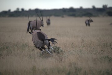 ORYX IN WILD SAVANNA , aNIMAL OF AFRICA