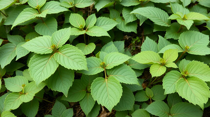 Knotweed Reynoutria sprayed herbicide roundup destroys leaves leaf spray close-up invasive village house detail and Fallopia japonica Sakhalin Japanese, and expansive dangerous plants leaf, Europe