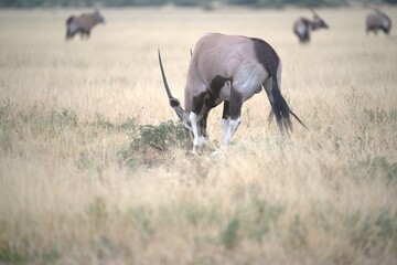 ORYX IN WILD SAVANNA , aNIMAL OF AFRICA