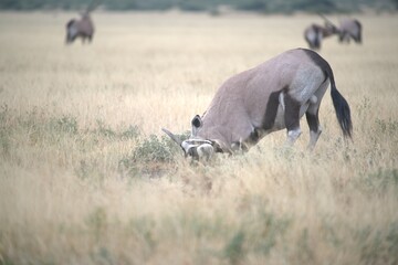 ORYX IN WILD SAVANNA , aNIMAL OF AFRICA