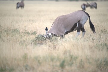 ORYX IN WILD SAVANNA , aNIMAL OF AFRICA
