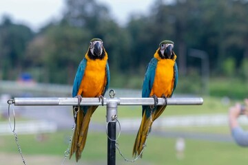 blue and yellow macaw