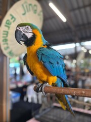 blue and gold macaw