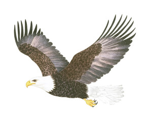 Obraz premium Majestic bald eagle in flight with outstretched wings, cut out - stock png.