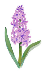 Fototapeta premium PNG Hyacinth flower illustration hyacinth plant watercolor.
