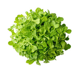 Obraz premium Fresh bunch of organic arugula leaves for healthy eating, cut out - stock png.