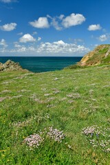 Le Pulec, Jersey, U.K. Beautiful natural Springtime landscape with wildflowers.