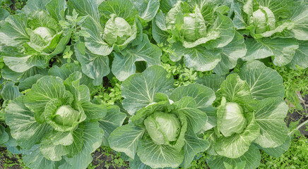 Close up of cabbage on an organic plantation, selective focus.