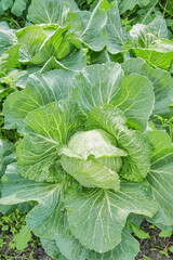 Close up of cabbage on an organic plantation, selective focus.
