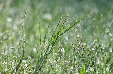 Gras mit Tautropfen Nahaufnahme