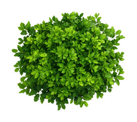 Lush green shrub top view foliage plant, cut out - stock png.
