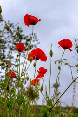 Many red tulips in the garden against the sky.