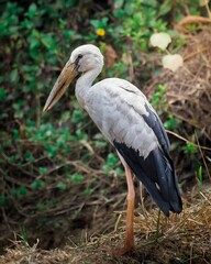 Fototapeta premium Asian Openbill Stork