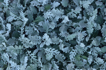 Silver coloured plant