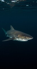 Naklejka premium Dark Grey Shark Underwater in Deep Ocean