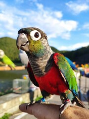 electus macaw