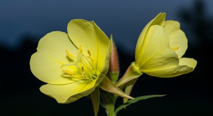 Fototapeta premium Close-up of Two Yellow Evening Primroses Against Dark Background
