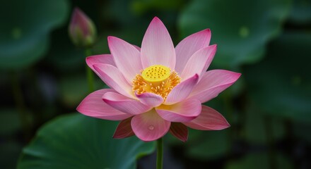 Pink Lotus Flower Bloom with Yellow Stamen