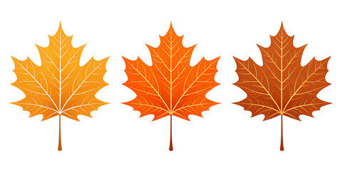 Autumn leaf illustration with realistic orange maple design