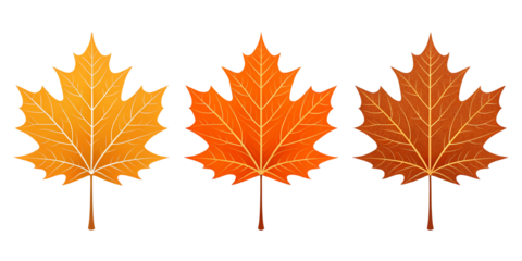 Autumn leaf illustration with realistic orange maple design
