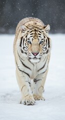 Obraz premium White Tiger Walking in Snowy Landscape