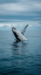 Fototapeta premium Humpback Whale Breaching in Dark Blue Ocean Under Cloudy Sky