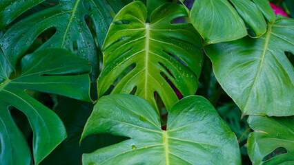 Fototapeta premium Tropical beautiful green background of big Monstera leaves.