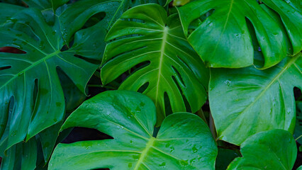 Obraz premium Tropical beautiful green background of big Monstera leaves.