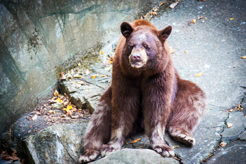Brown Bear