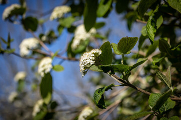 The flowers on a Wayfaring tree, with a shallow depth of field