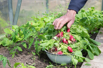 Farmer harvests a bountiful crop of fresh radishes from his greenhouse garden and places them in a white enamel bowl, enjoying the fresh vegetables he grew with his own hands,
