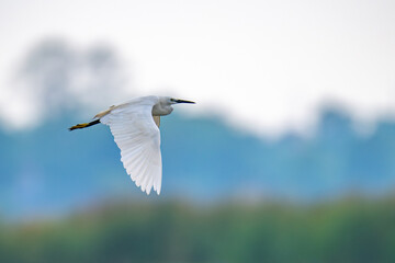 Little Egret bird in flight