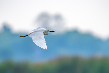 Little Egret bird in flight