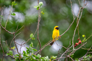 Asian golden weaver bird