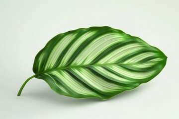 Close-up view of a vibrant tropical leaf.