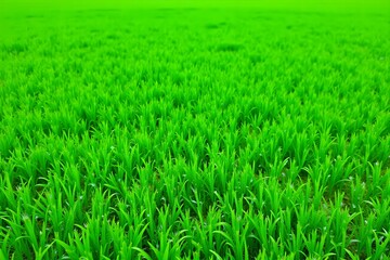 Fototapeta premium Fresh, Rich Green Grass with Uniform Appearance, Neatly Isolated