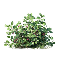 Lush Amelanchier Bush with Ripe Berries, Isolated on White Transparent background