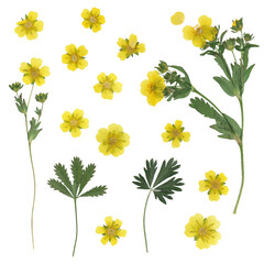 Digital herbarium, scrapbooking. Set of dried and pressed flowers anserina. Flowers, leaves of potentilla anserina or cinquefoil, isolated on a white background. Herbarium.