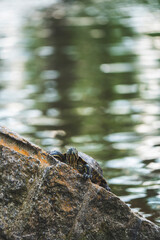 A turtle is basking in the sun. A turtle is standing on a rock near the water.
