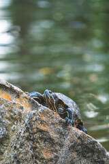 A turtle is basking in the sun. A turtle is standing on a rock near the water.
