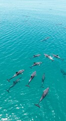 Aerial View of Dolphins Swimming in Turquoise Ocean Water
