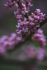 The trees in the park are blooming with pink flowers
